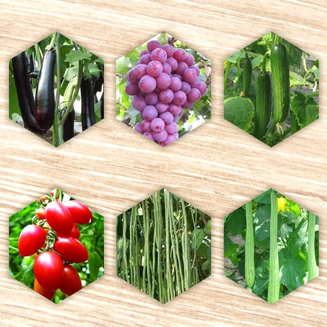 Attacheur de plantes, Attacheuse à Ruban – Image 5